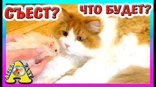 МОЖНО ДЕРЖАТЬ КОТА И ХОМЯКА В ОДНОМ ДОМЕ / КАК ПОДРУЖИТЬ ХОМКИ И КОТА / КОТ СЪЕСТ ХОМЯКА/ Alisa Easy