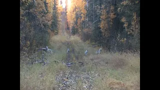 We just got surrounded by WOLVES while elk hunting