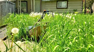 Tall Grass Takes Over Property | Let's Clean This Mess Up!