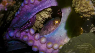 Giant Pacific Octopus Mama by John Roney, Enteroctopus dofleini, OctoNation