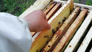 Можно ли получить мед с садов.
