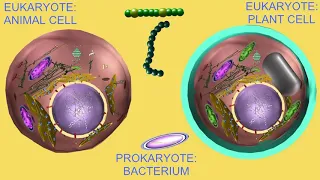 the biomass of life on earth