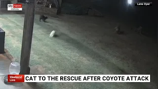 Footage captures moment cat saves dog from coyote attack