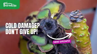 Frost damage on your plants - Don't give up!