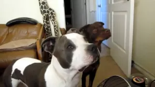 Dogs reacting to wolves howling