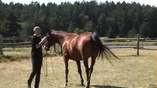 Parelli Natural Horsemanship Level 1, part 1