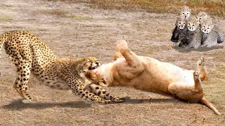 Cheetah Vs Lion Real Fight - The God can't help Mother Cheetah save Her Cubs escape Power of Lion