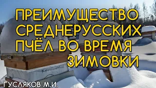 Преимущество среднерусских пчёл. Зимовка. Наращивание пчел в зиму. Гусляков М.И.