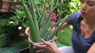 HOW TO TAKE CARE OF ALOE VERA PLANT