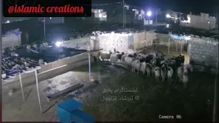 Animals reaction before Earthquake in turkey