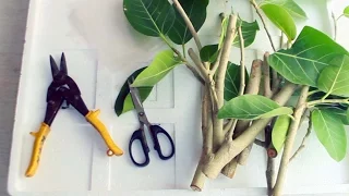 banyan plant from cuttings