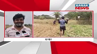 Farmers Suffers To Hail Storm Hit In Cultivated Land In Jajpur