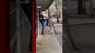 Tourist fights off feisty kangaroo in Australia. #Shorts #Australia #Kangaroo #AnimalPark #BBCNews