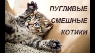 Смешные пугливые котики: прикольные животные - Funny cats: amusing animals