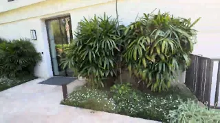 How to grow Rhapis excelsa Lady Palms in Northern California