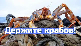 Камчатские крабы из Баренцева моря достигли Британии