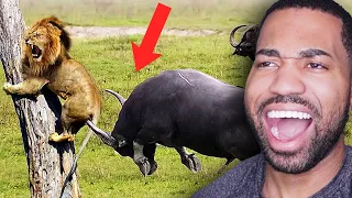 Top 10 Animals with Black Air Force Energy