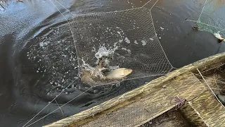 рыбалка на паук подъёмник нашли в болоте ручей и наловили сазана
