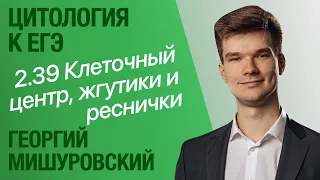 2.39. Микротрубочки, клеточный центр, жгутики и реснички | Цитология к ЕГЭ | Георгий Мишуровский