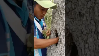 Man catches parrot in a hole tree