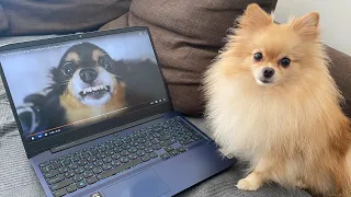 Dog reaction to different animals sounds