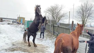 кобыла отбила желание жеребцу