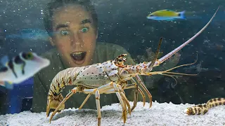 Raising a Grocery Store Spiny Lobster as a Pet