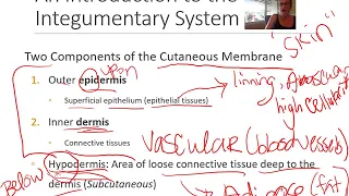 Integumentary System Part 1