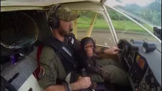 Rescued Chimp Helps Out on Flight over Africa