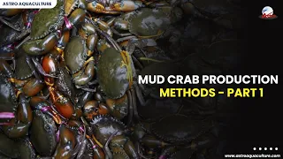 Mud Crab Production methods-Part 1
