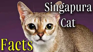 Sand Cat: King of the Desert. Singapura cat What do we know at the moment. Animals