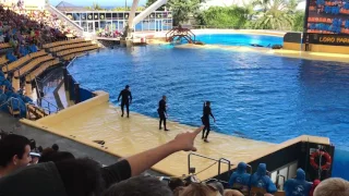 Orca Ocean, Loro Parque, Tenerife