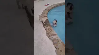Pug fall into the pool #shorts