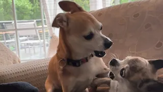 Small dog fight (chihuahua edition)