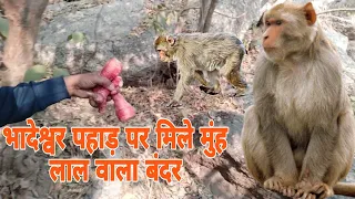 😱भादेश्वर पहाड़ पर मिले मुंह लाल वाला बंदर यह कहीं से भाग कर आया है||#video #monkey