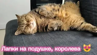 Лапки на подушке, королева Лаки 😍