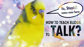 How to Teach a Budgie to Talk? Start with Basics