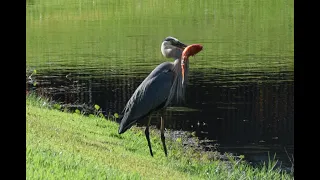 Great Blue Heron Finds BOGO on Gold Fish!