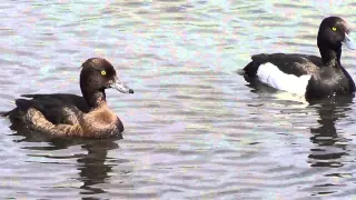 tufted duck ,