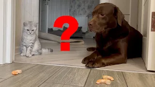 Cat or Dog? Who Can Resist Delicious Shrimp?!