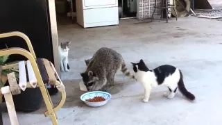 Енот ворует еду у кошек   самое смешное в конце!