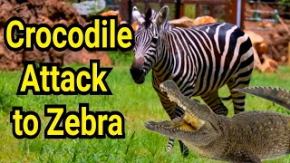 Crocodiles Violently Rips Off Zebra | Shani the Zebra's incredible escape from ferocious crocodiles