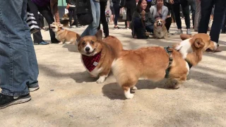 NYC Corgi Meetup: 100 CORGIS PLAYING!!!