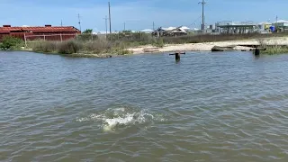 Big sow trout Grand Isle