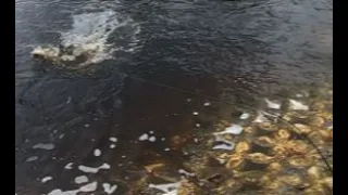 Snook catch while hopping a rail.... Then saving another fish