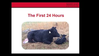 Monday Moos Webinar: Calf Management - Birth to Weaning