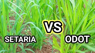 Rumput Odot Vs Rumput Setaria