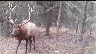 Giant Alberta Bull Elk Archery Hunt