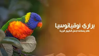 براري أوقيانوسيا عالم يسكنه أجمل الطيور البرية في العالم | كويست عربية Quest Arabiya