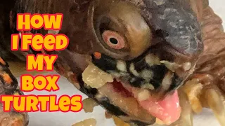 How I feed my Box Turtles